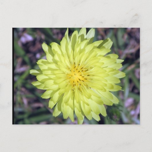 ライオンヘッドイエローフラワーポストクロッシング ポストカード (正面)
