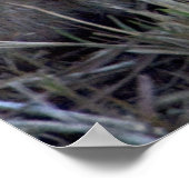 ライオンベビー ポスター (角)