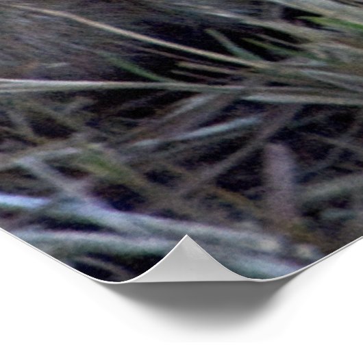 ライオンベビー ポスター (角)