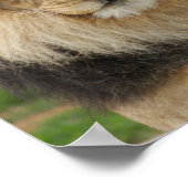 ライオンポスタ威厳のあるー ポスター (角)