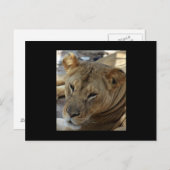 ライオンポストカード ポストカード (正面/裏面)