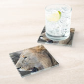 ライオンポートレート ガラスコースター (アングル)