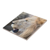 ライオンポートレート タイル (側面)