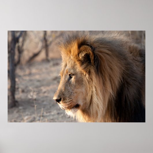 ライオンポートレート ポスター (正面)