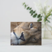 ライオン付きポストカード ポストカード (スタンド正面)