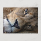 ライオン付きポストカード ポストカード (正面)