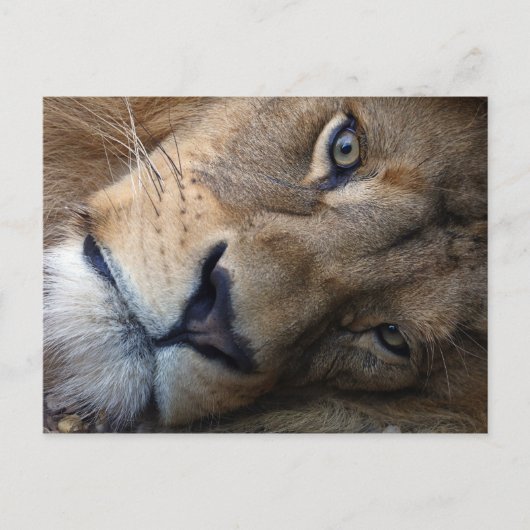 ライオン付きポストカード ポストカード (正面)