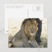 ライオン休息 ポストカード (正面/裏面)