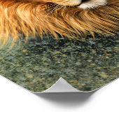 ライオン写真絵を描アートイメージ ポスター (角)