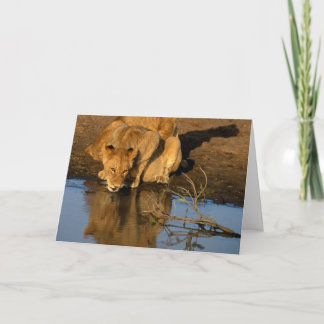 ライオン及び幼いこども シーズンカード