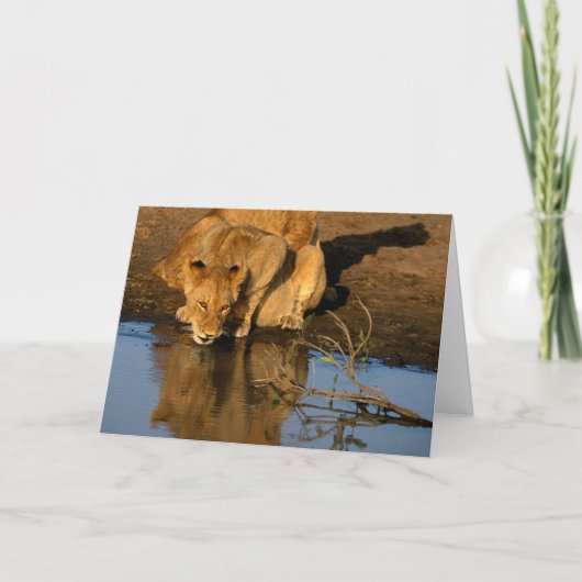 ライオン及び幼いこども シーズンカード (正面)