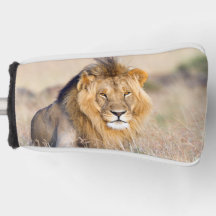 ライオン威厳のある野生動物写真