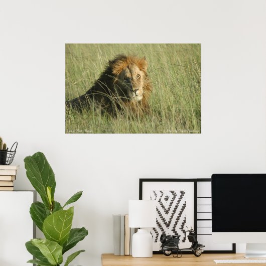 ライオン安静時 ポスター (ホームオフィス)