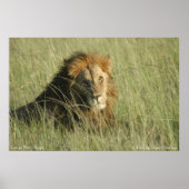 ライオン安静時 ポスター (正面)