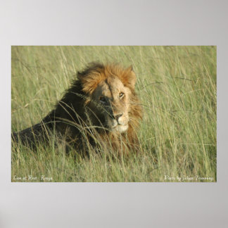 ライオン安静時 ポスター