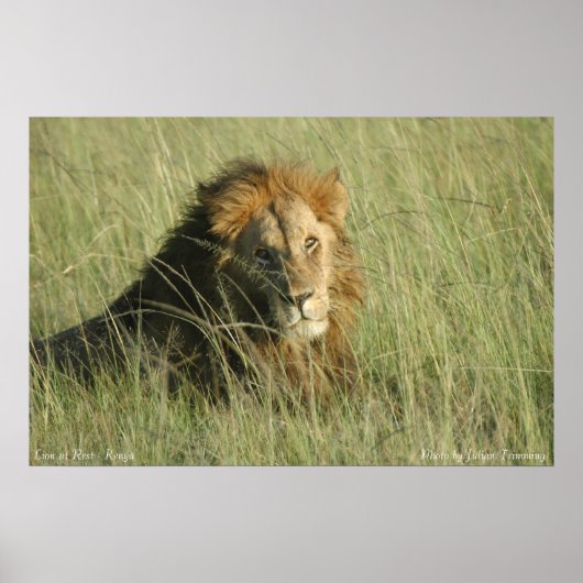 ライオン安静時 ポスター (正面)