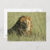 ライオン安静時 ポストカード (正面/裏面)