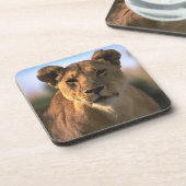 ライオン愛好家の雌ライオン コースター (左側)