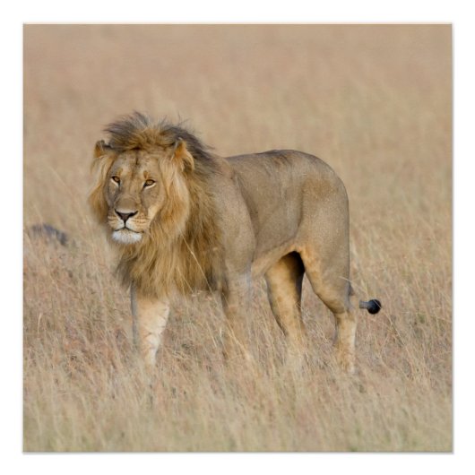 ライオン歩く ポスター (正面)