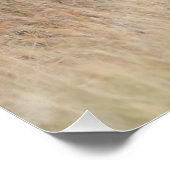 ライオン歩く ポスター (コーナー)