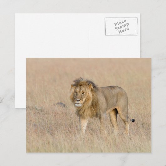 ライオン歩く ポストカード (正面/裏面)