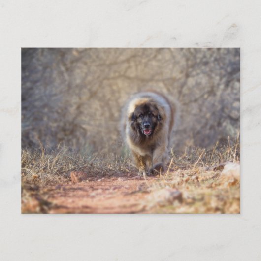 ライオン歩く ポストカード (正面)