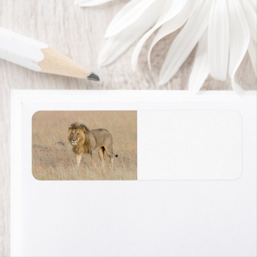 ライオン歩く ラベル (インサイチュ)