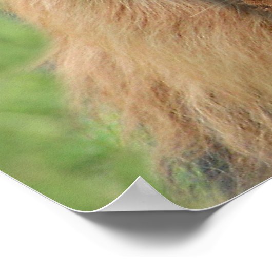 ライオン犬 ポスター (角)