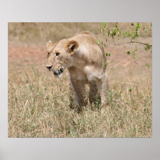 ライオン狩り ポスター (正面)