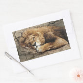 ライオン眠っている動物の野生の猫石 長方形シール (封筒)