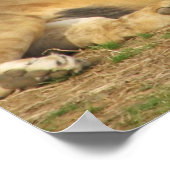 ライオン聖なる書物、 経典 ポスター (角)