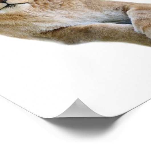 ライオン製はがきポートレートの孤立したクラシックルーチン ポスター (角)