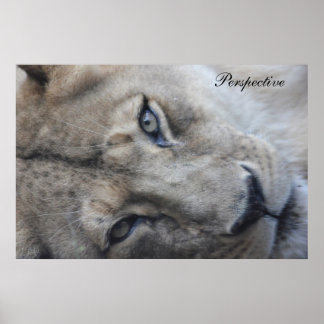 ライオン視点ポスター ポスター