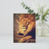 ライオン野生動物アフリカ ポストカード (スタンド正面)