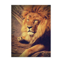 ライオン野生動物アフリカ