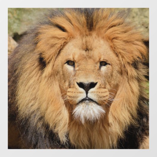 ライオン雄ガラス窓が引っ掛かる ウィンドウサイン (シート)