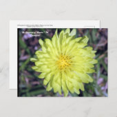 ライオン頭ダンディ獅子花フロリオグラフィー ポストカード (正面/裏面)