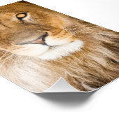 ライオン顔クローズアップ フォトプリント            (角)