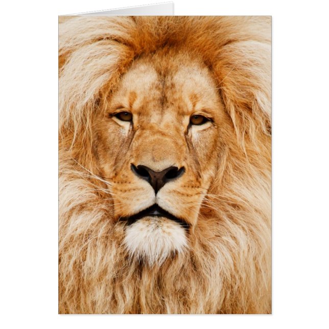 ライオン顔写真 (正面)