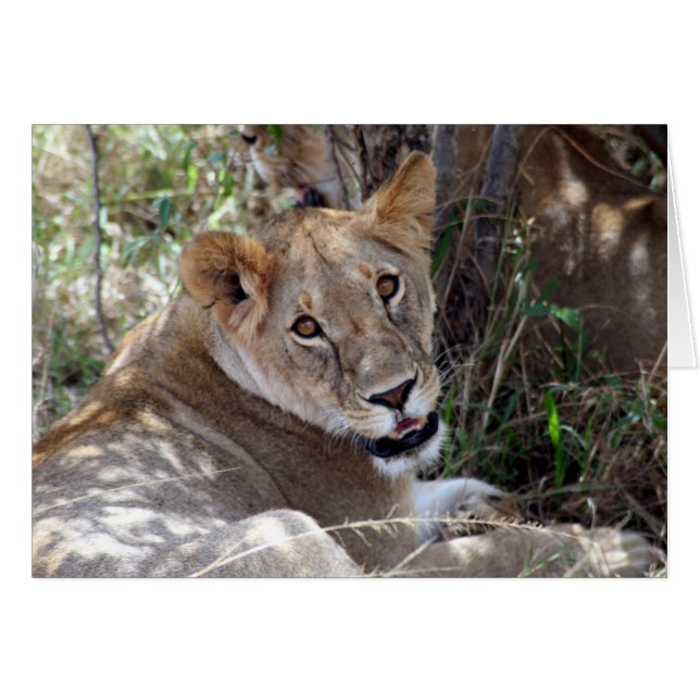 ライオン顔 (正面横)