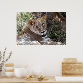 ライオン顔 ポスター (キッチン)