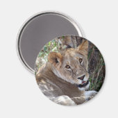 ライオン顔 マグネット (正面/裏面)