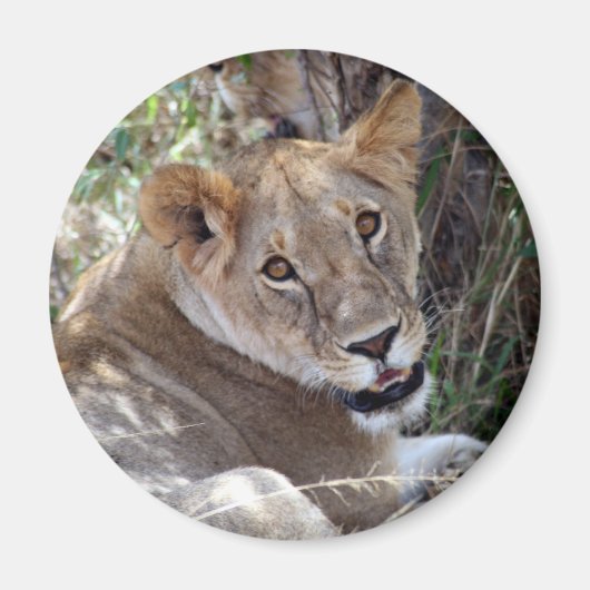 ライオン顔 マグネット (正面)