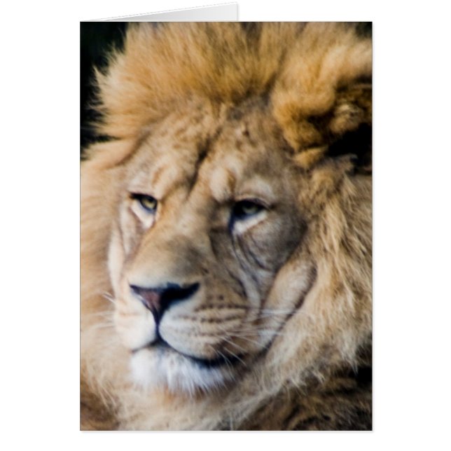 ライオン (正面)