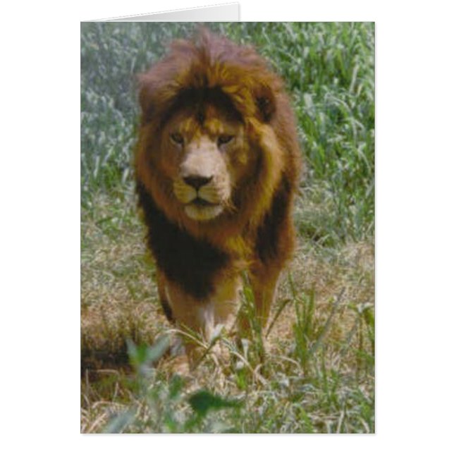 ライオン (正面)