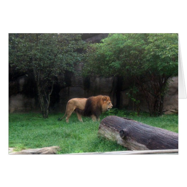 ライオン (正面横)