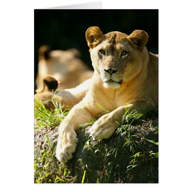 ライオン (正面)