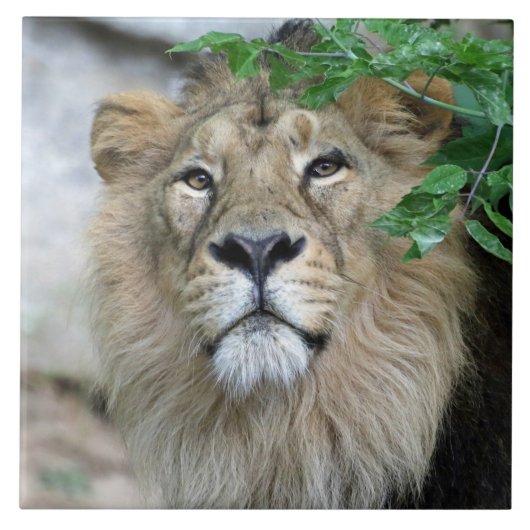 ライオン002 タイル (正面)