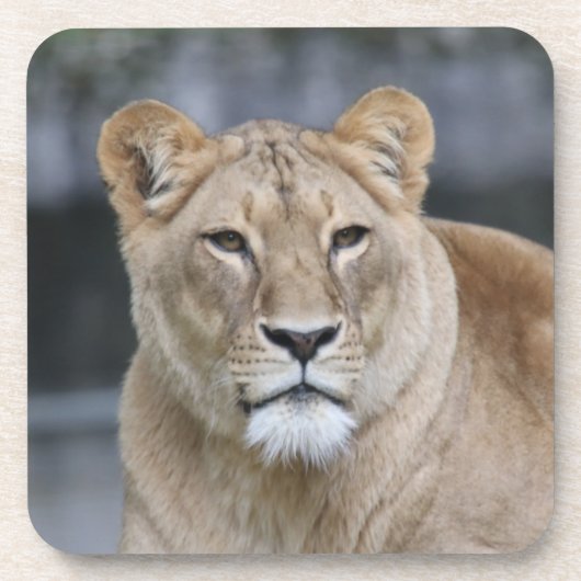 ライオン004 コースター (正面)