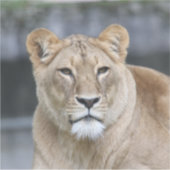 ライオン004 シール (正面)